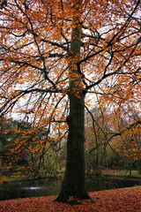 Fototapeta premium Vibrant nature in Denmark