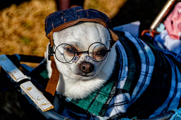 Chien à lunettes