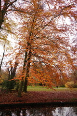 Fototapeta premium Vibrant nature in Denmark