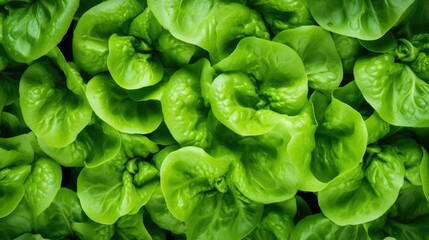 Fototapeta na wymiar Plant leaves fresh agricultural healthy salad organic green food gardening vegetable