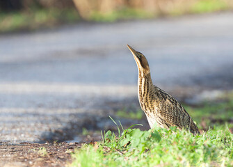 Eurasian Bittern, Botaurus stellaris