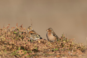 Brambling, Fringilla montifringilla