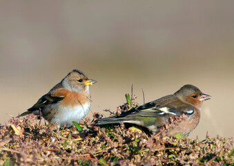 Brambling, Fringilla montifringilla