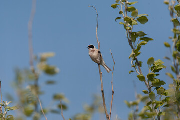 Penduline Tit, Remiz pendulinus