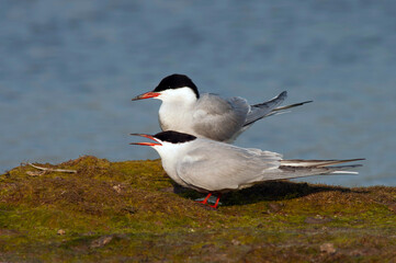 Common Tern, Sterna hirundo