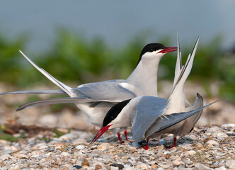 Common Tern, Sterna hirundo