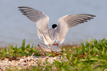 Common Tern, Sterna hirundo