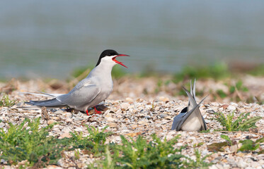 Common Tern, Sterna hirundo