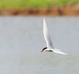 Fototapeta na wymiar Common Tern, Sterna hirundo