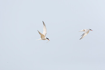 Common Tern, Sterna hirundo