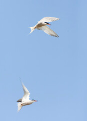 Common Tern, Sterna hirundo