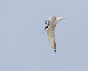 Common Tern, Sterna hirundo