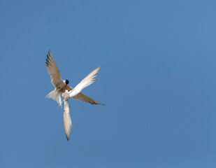 Common Tern, Sterna hirundo