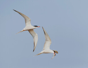 Common Tern, Sterna hirundo