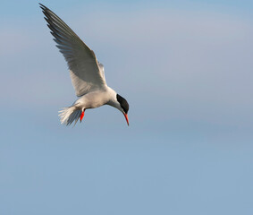 Common Tern, Sterna hirundo hirundo