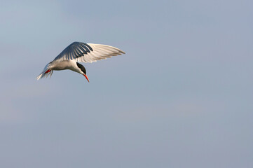 Common Tern, Sterna hirundo hirundo