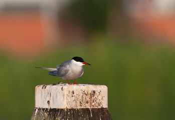 Common Tern, Sterna hirundo hirundo