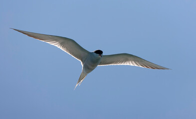 Common Tern, Sterna hirundo hirundo