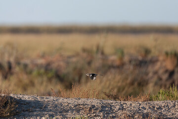 Iberian Grey Shrike, Lanius meridionalis