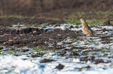 Mistle Thrush, Turdus viscivorus