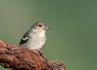 Madeira Chaffinch, Fringilla coelebs maderensis
