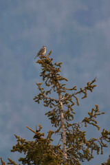 Mistle Thrush, Turdus viscivorus