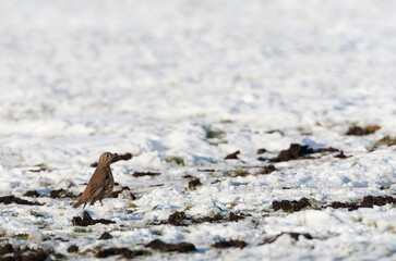 Mistle Thrush, Turdus viscivorus