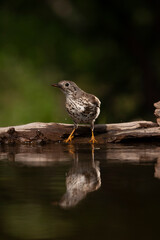 Mistle Thrush, Turdus viscivorus