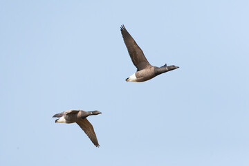 Dark-bellied Brent Goose, Branta bernicla
