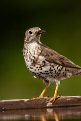 Mistle Thrush, Turdus viscivorus