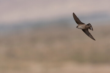 Pale Crag Martin, Ptyonoprogne obsoleta