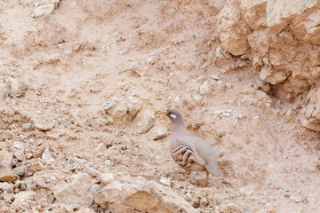 Sand Partridge, Ammoperdix heyi
