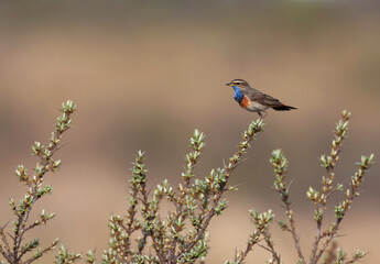 White-spotted bluethroat, Luscinia svecica cyanecula