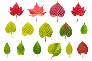 Different Small Elegant Green And Red Poinsettias Leaves On Transparent Background