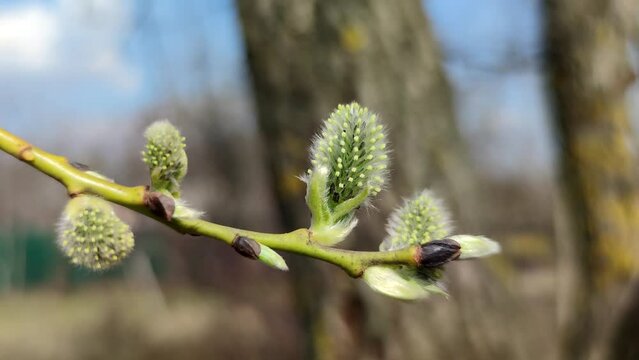 Close-up view of blooming Salix caprea (pussy willow or goat willow) branch. Green catkin flowers. Soft focus. Slow motion handheld video. Springtime theme.