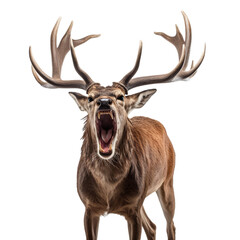 Angry deer, isolated on a transparent-white background. PNG transparent.
