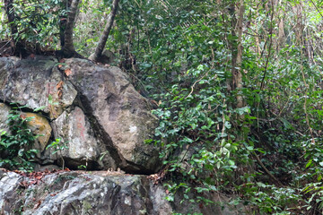 Rock and tree in the forest, Natural background.