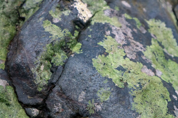 Green moss on the rock in the forest, closeup of photo