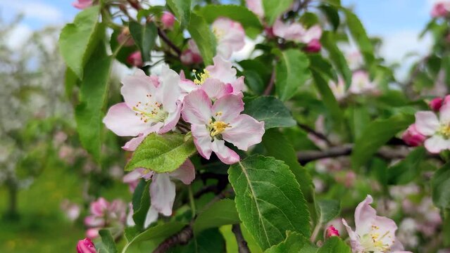 Close-up view of white and pink flowers on apple tree branch swaying in the wind. Springtime orchard background. Soft focus. Slowmotion handheld video. Beauty in nature theme.