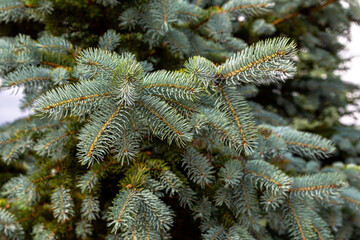 Branches of a blue spruce with prickly needles