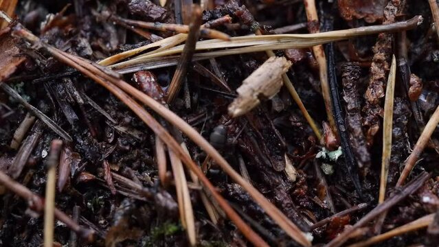 Closeup of Red wood ants colony