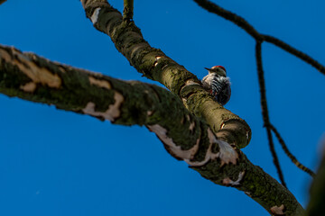 bird on a branch