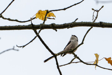 long-tailed tit on branch