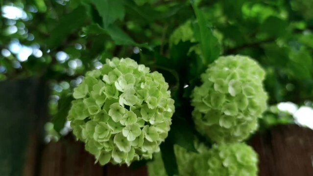 Close-up of green Viburnum opulus (or guelder rose) flowers in a sunny spring day. Green leaves. Slow motion handheld video. Soft focus. Beauty in nature theme.