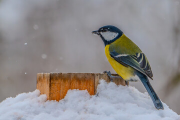 blue tit on branch
