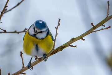 blue tit on branch