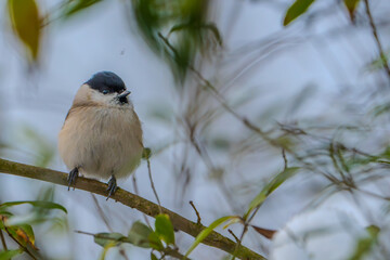 Tit on branch