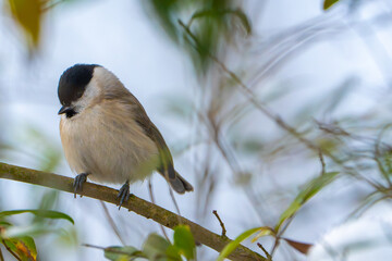 Tit on branch