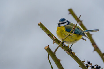 blue tit on branch