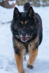 german shepherd dog in snow